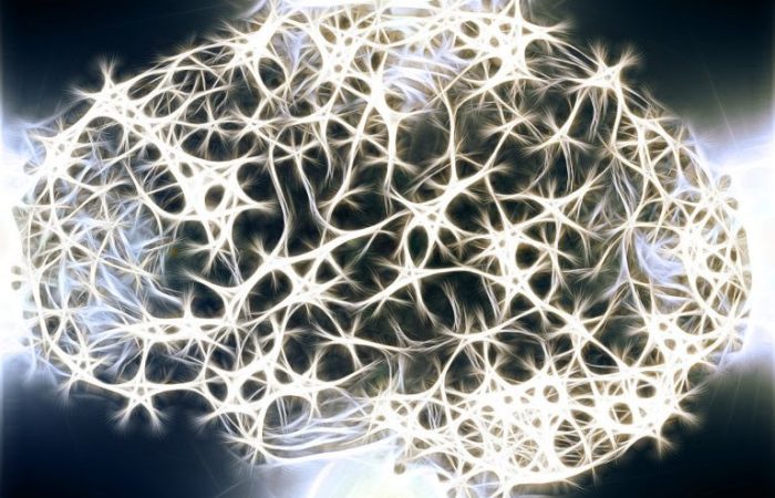 Régénérer les neurones perdus, un pari réussi pour la recherche